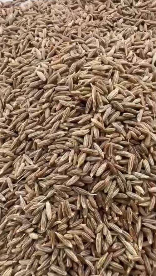 Cumin Seeds (Jeera)