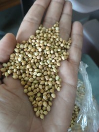 Coriander Seeds